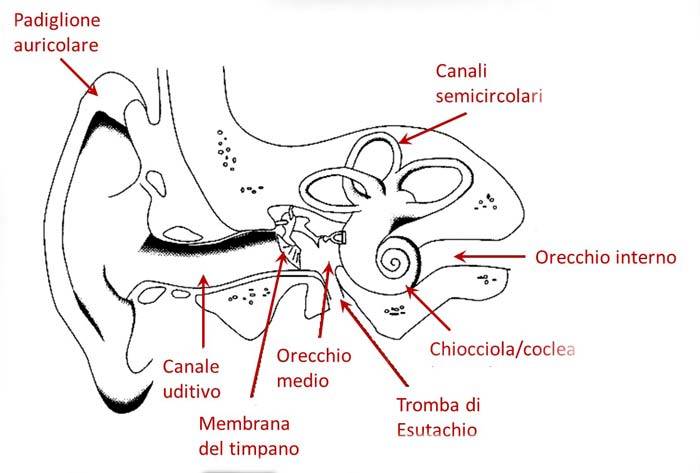 Anatomia dell’orecchio umano: orecchio esterno, medio e interno