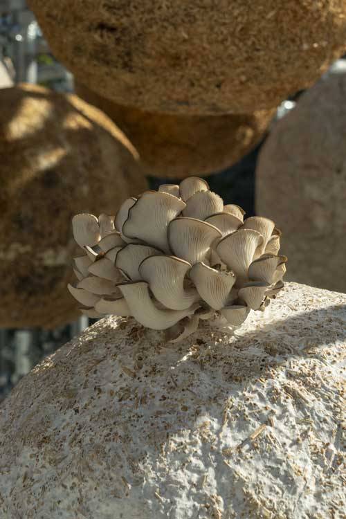 Henning Larsen: Padiglione Growing matter(s) alla Milano Design Week 2025