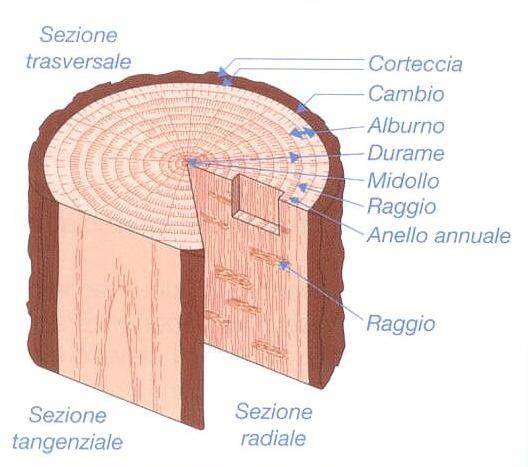 Le parti costituenti un tronco e le principali sezioni anatomiche del legno