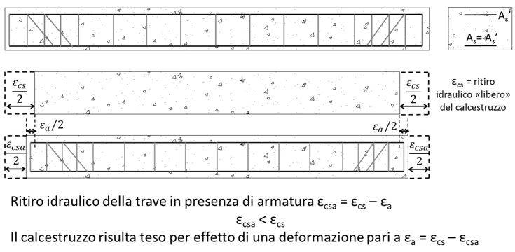 Schematizzazione dell'effetto dell'armatura sul ritiro di una trave in calcestruzzo armato