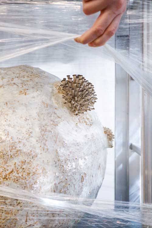 Henning Larsen: Padiglione Growing matter(s) alla Milano Design Week 2025