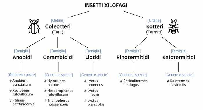 Insetti xilofagi