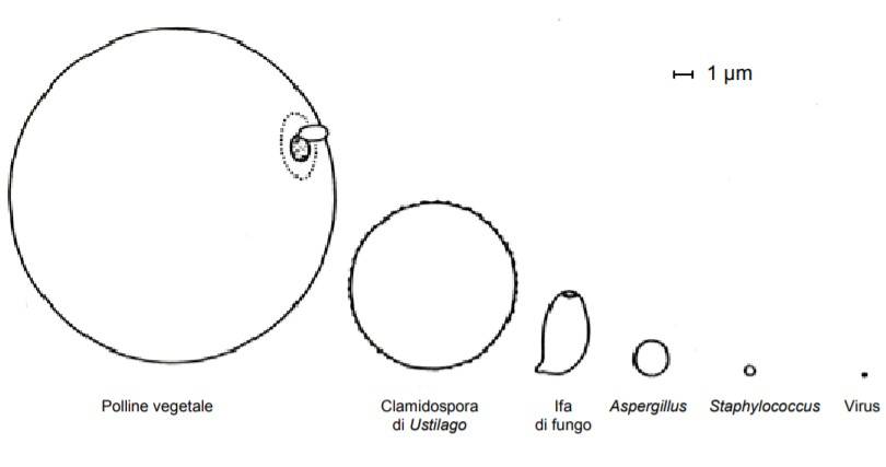 qualita-aria-indoor_gli-inquinanti-biologici.jpg