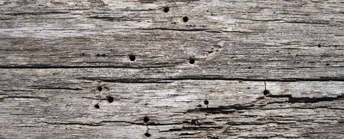 Durabilità e resistenza del legno all'attacco di agenti biologici