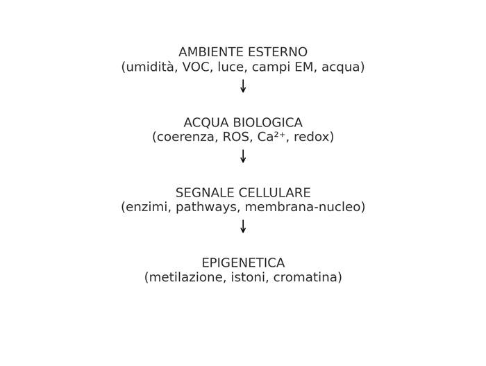 Diagramma verticale che mostra la sequenza: ambiente esterno → acqua biologica → segnale cellulare → epigenetica, evidenziando il ruolo dell’acqua come mezzo di trasduzione tra fattori ambientali e regolazione genica.